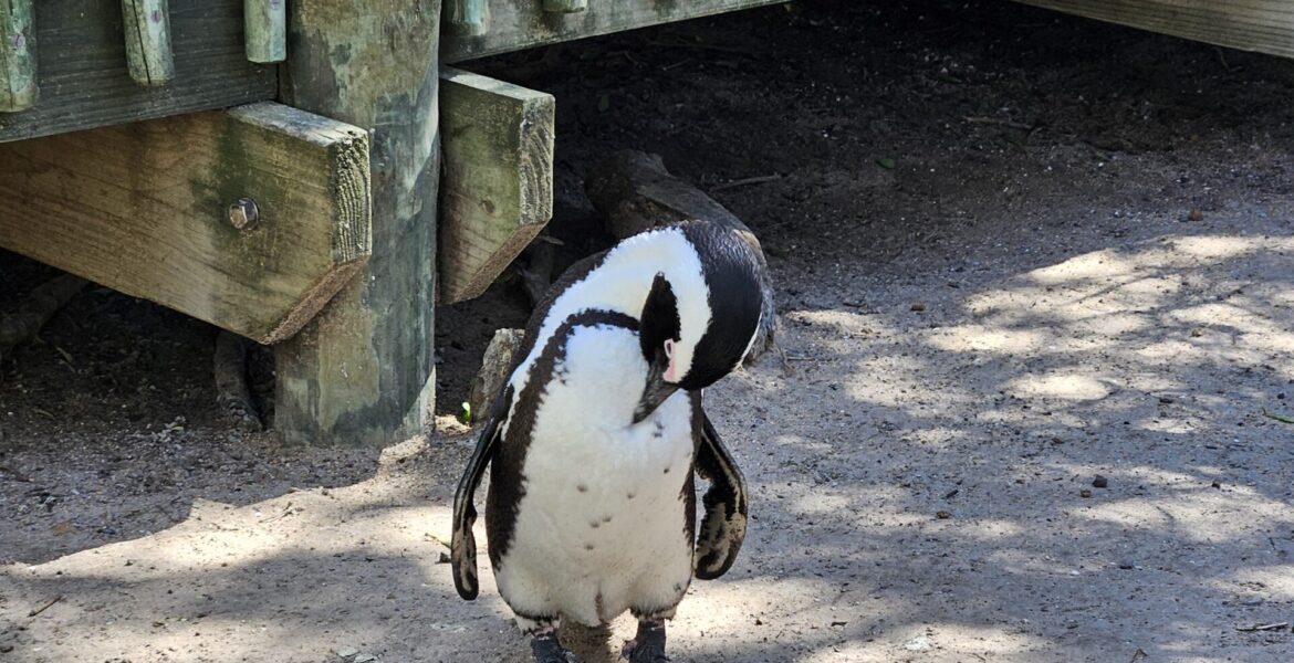 close up of a penguin who is cleaning itself