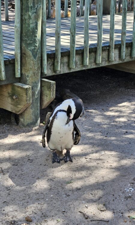 close up of a penguin who is cleaning itself