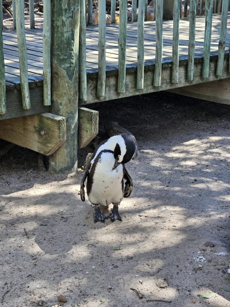 close up of a penguin who is cleaning itself