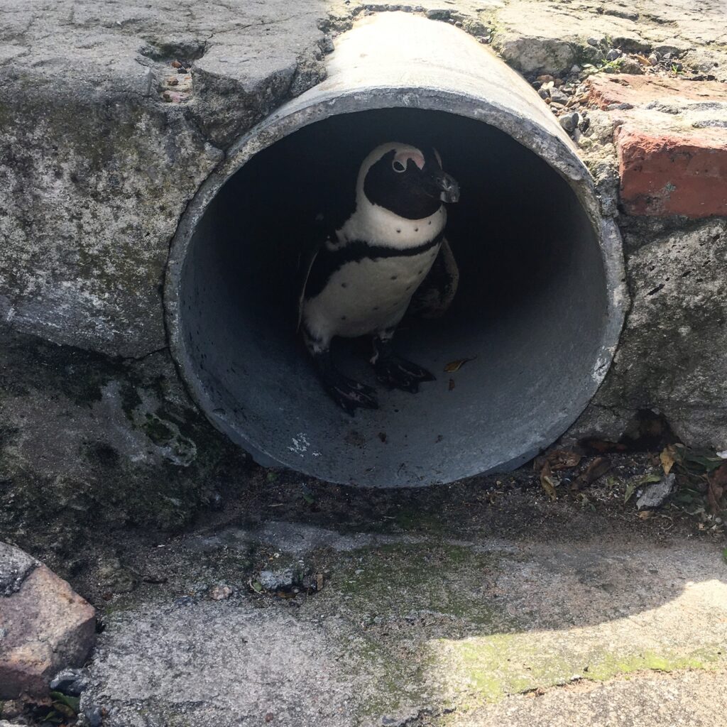 a penguin in a tunnel 