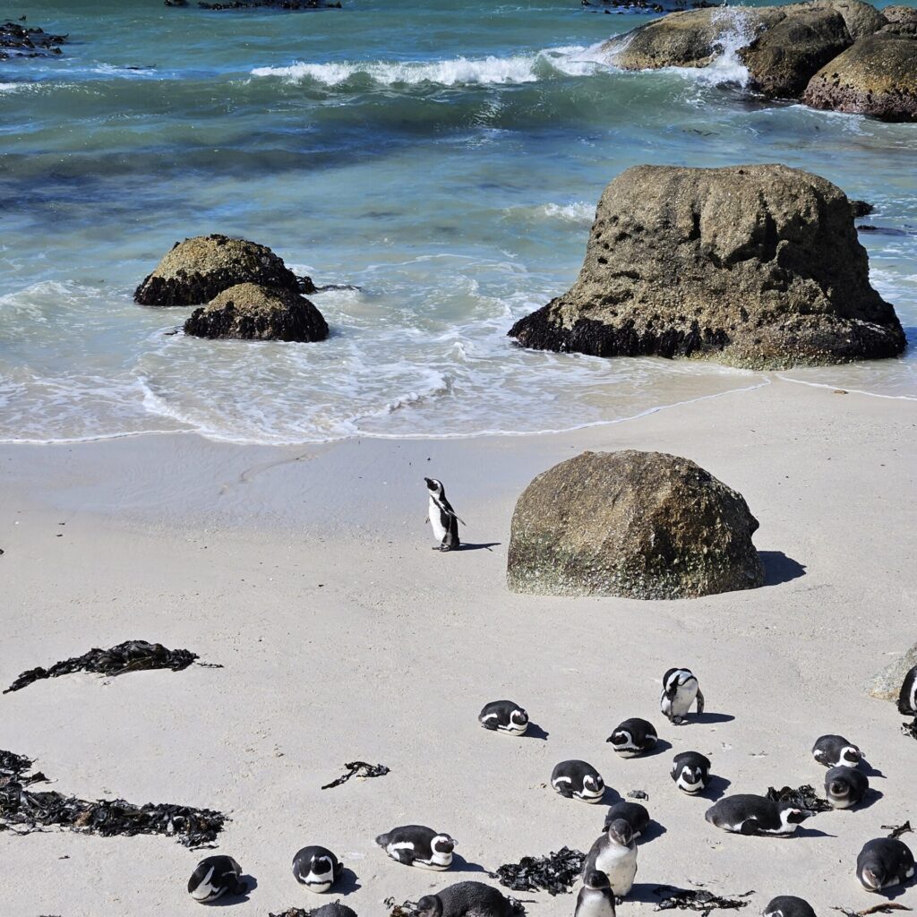 penguins at boulders beach