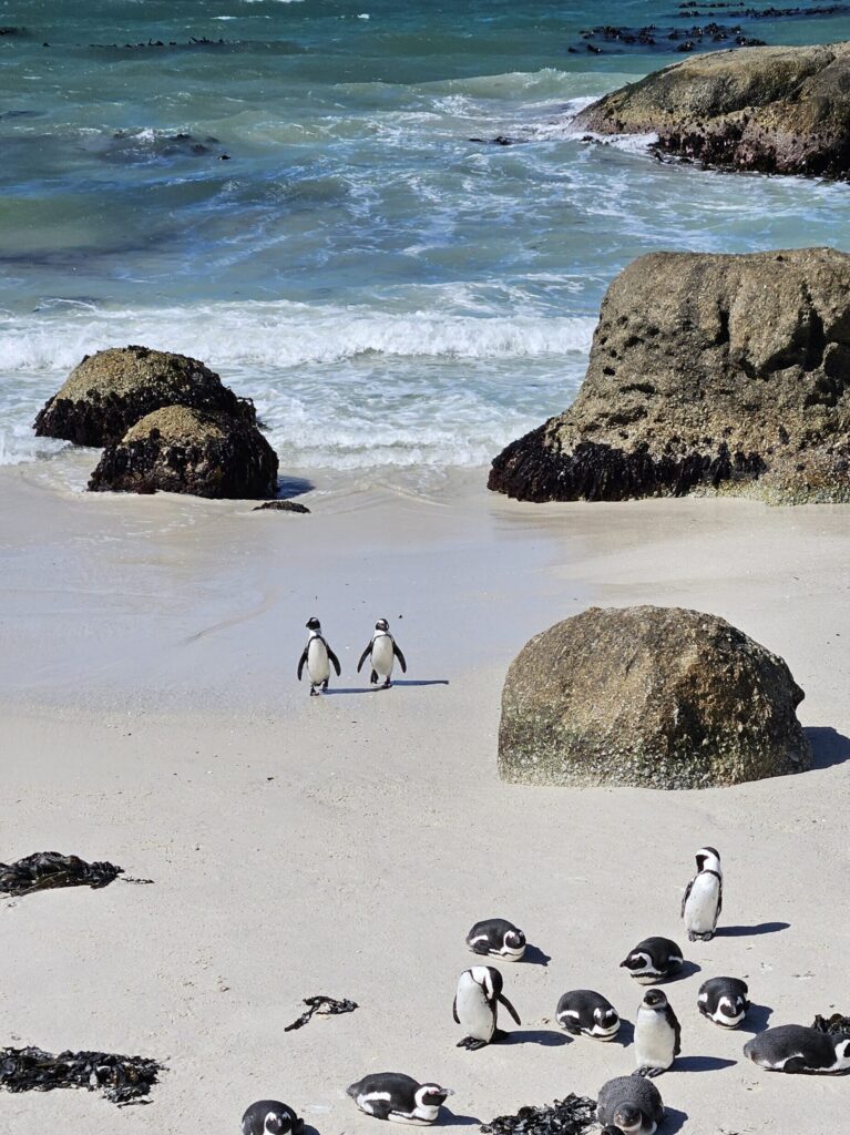 Two penguins side by side on the Boulders Beach 