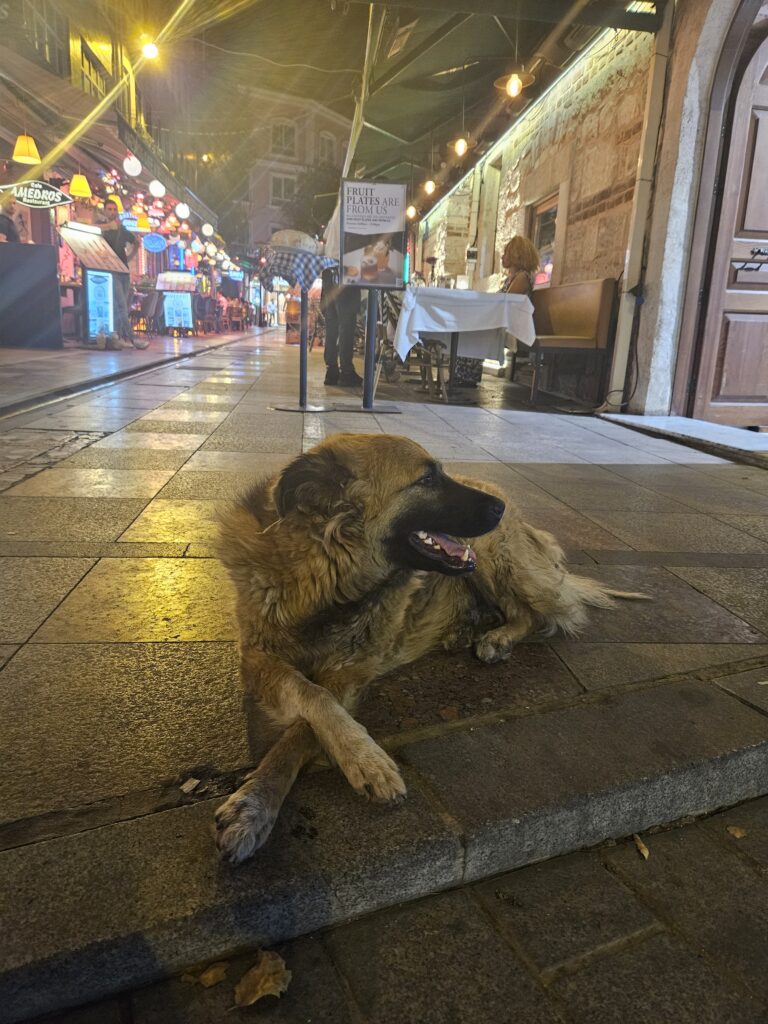 Turkish Doggo