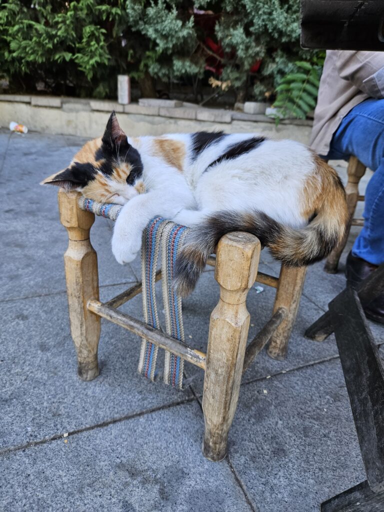 Turkish Kitty