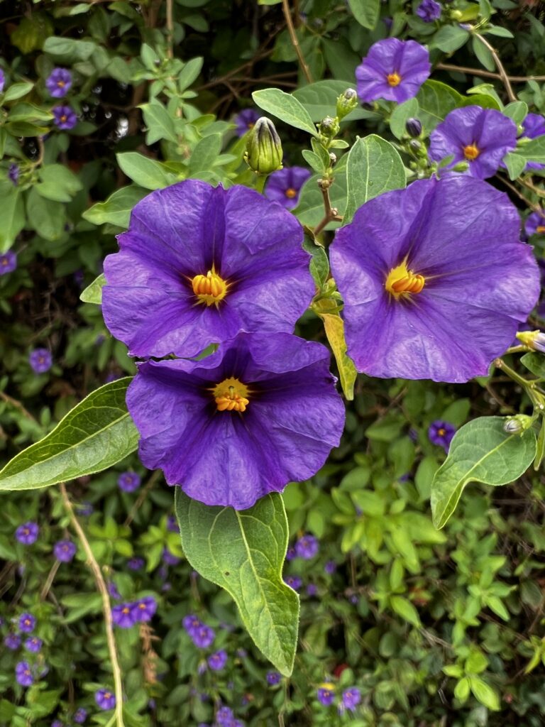 Bright purpose flowers near La Spezia